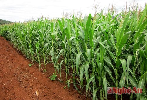 Xã Nghĩa Lộc - Nghĩa Đàn: Chú trọng phát triển mô hình kinh tế