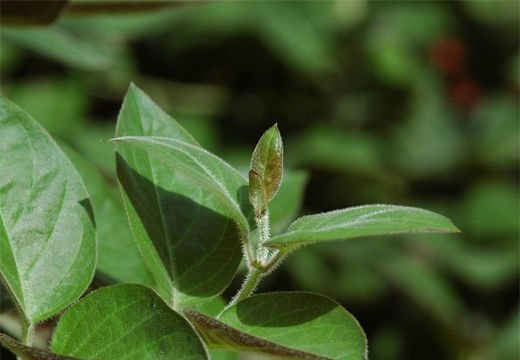 Bài thuốc từ lá mơ lông tốt hơn dùng thuốc