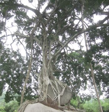 Cây sanh đẹp nhất Việt Nam được vinh danh di sản