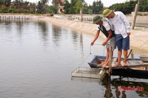 Tích cực vào tôm vụ 2