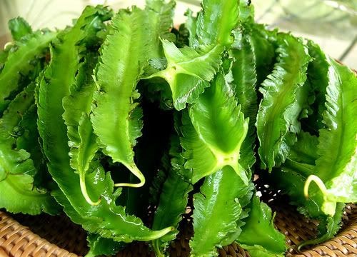 Xương rồng chữa đau răng hiệu quả