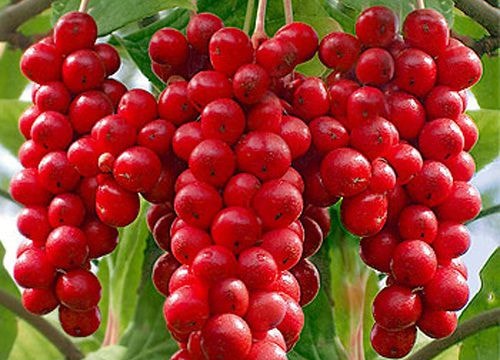 Đông y điều trị suy tim