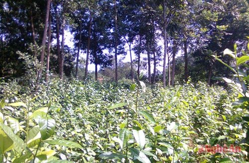 Giải pháp canh tác nương rẫy bền vững