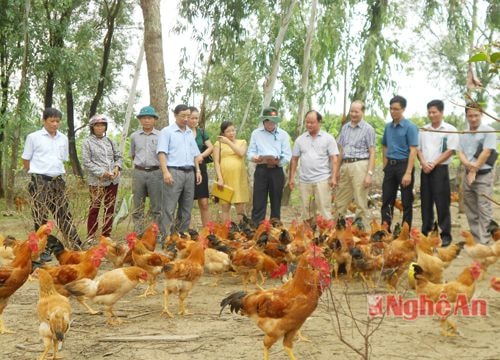 Viện Chăn nuôi nghiệm thu Dự án chăn nuôi gà tại Nghi Lộc