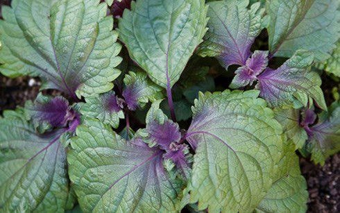 Cách tắm trắng bằng lá nước tía tô