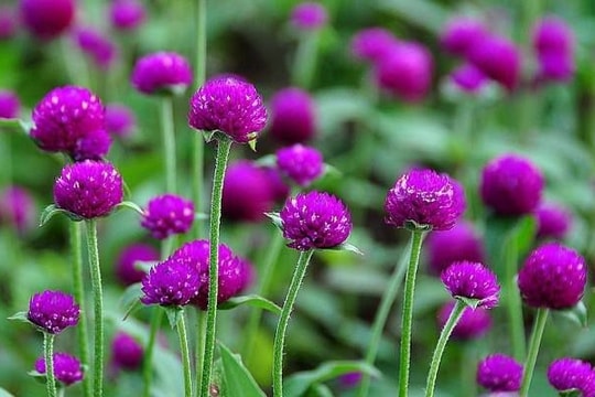 Những bài thuốc chữa đau mắt đỏ