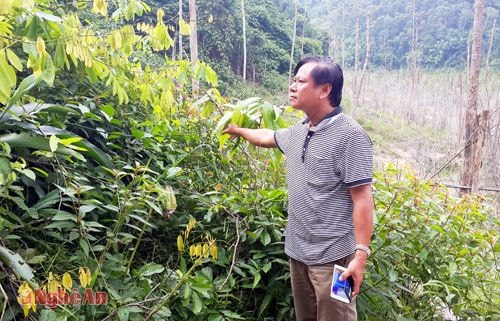 Hướng thoát nghèo từ phát triển cây dược liệu