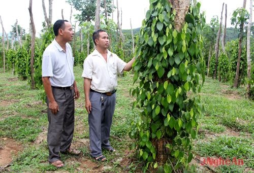 Người đưa giống tiêu, cam vào đất Quế