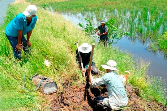 Mùa săn chuột đồng