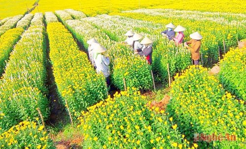 Mùa bão giông -  mùa quả ngọt