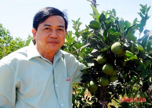 Người tâm huyết với thương hiệu "cam Vinh"