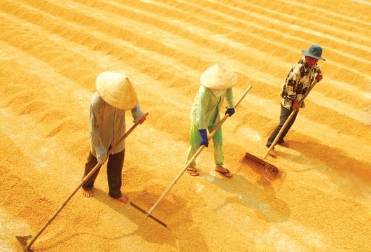 Xây dựng thương hiệu quốc gia cho gạo Việt: Muộn còn hơn không