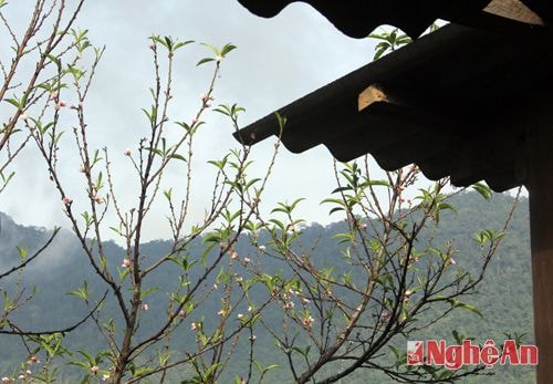 Hoa đào nở rộ giữa mùa Thu