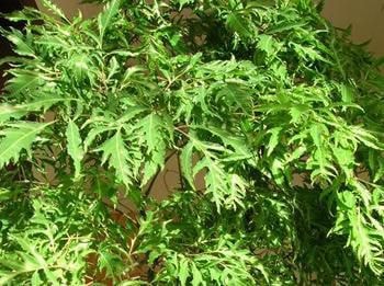 Lá đinh lăng giúp chữa bệnh co giật ở trẻ nhỏ