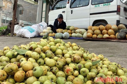 Kỳ Sơn: Triển vọng từ cây táo mèo