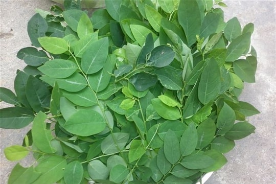 Công dụng và những bài thuốc tuyệt vời từ rau ngót