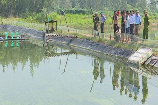 Diễn Trung (Diễn Châu) tôm chết chưa rõ nguyên nhân