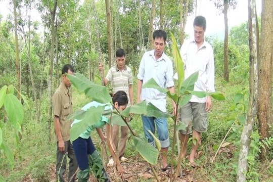 Quế Phong: Mở rộng hơn 110 ha cây Bonbo