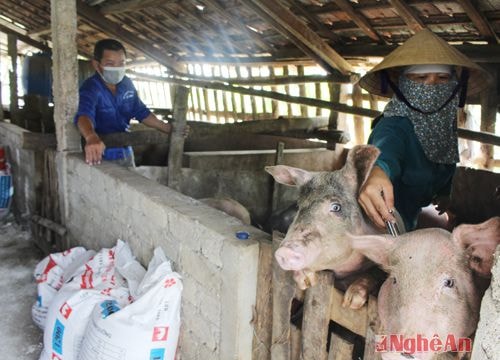 Cung ứng 2.000 liều vacxin tiêm bao vây vùng dịch tai xanh