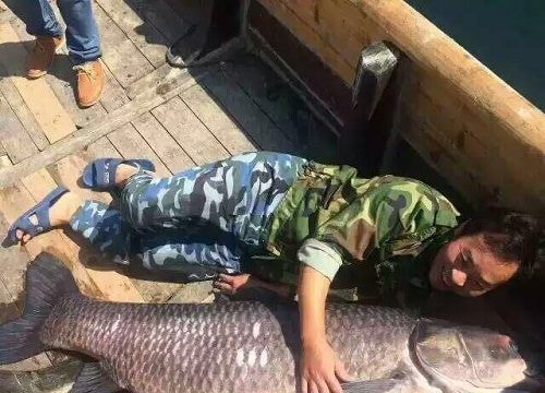 Cá trắm đen 90 kg mắc lưới