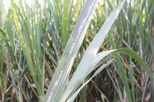 Tân Kỳ:  Khoảng 1000 ha mía bị  nhiễm rệp sơ bông trắng