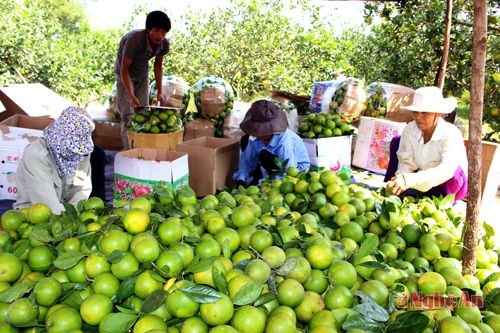 Mùa cam Nghĩa Đàn