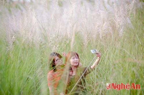 Rừng cờ lau đẹp ngỡ ngàng bên sông Lam