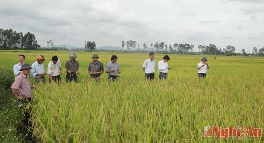 Một số giống lúa mới trong vụ hè thu 2015