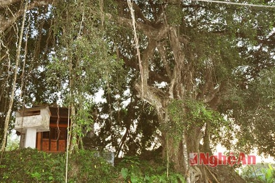 Cây sanh Hàm Rồng