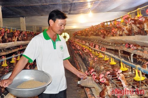 Lãi 500 triệu đồng/năm từ nuôi gà chuồng lạnh