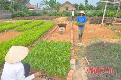 Yên Thành: Đáp ứng 1,3 triệu giống cây phục vụ trồng rừng