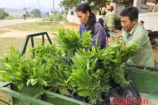 Cấp gần 100.000 cây giống cho người dân Quế Phong