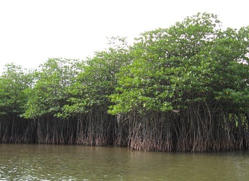 Nghệ An chỉ còn 713ha rừng ngập mặn