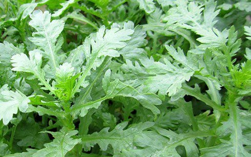 Món ăn thuốc từ rau cải cúc