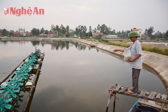 Nông dân Quỳnh Lưu đầu tư nuôi tôm vụ 3