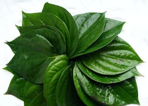 Chữa bệnh đơn giản chỉ với trầu không
