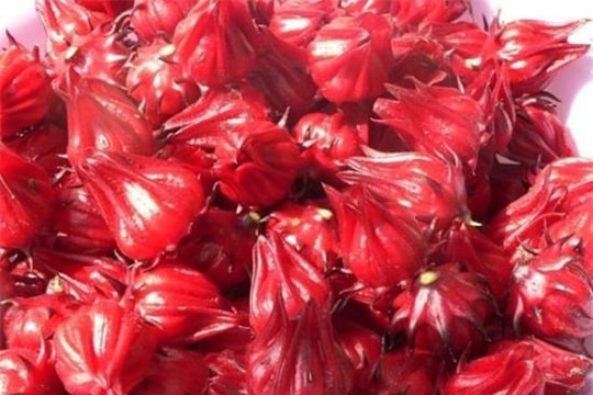 Atiso đỏ giúp thải độc cho gan