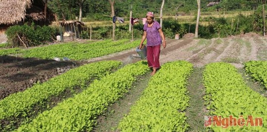 Quế Phong: Cây vụ đông phát huy hiệu quả