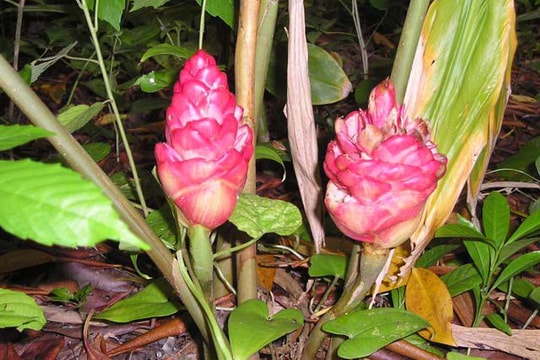 Gừng gió trị xơ gan