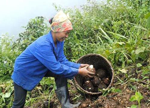 8 cây bản địa được Nghệ An lựa chọn đầu tư