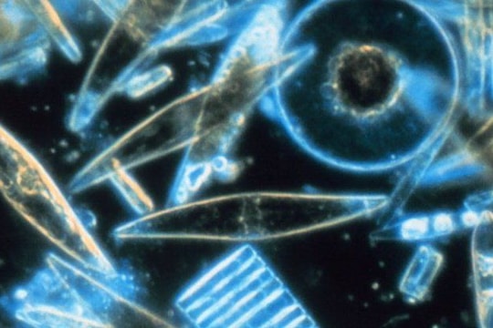 Dùng tảo biến đổi gen làm thuốc chữa ung thư