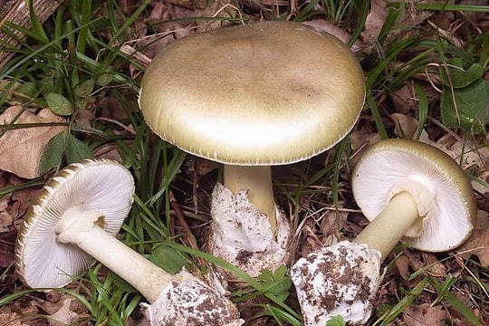 Những loại nấm bạn nên ăn