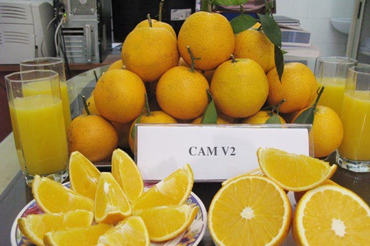 Việt Nam làm chủ công nghệ tạo giống cây ăn quả có múi không hạt