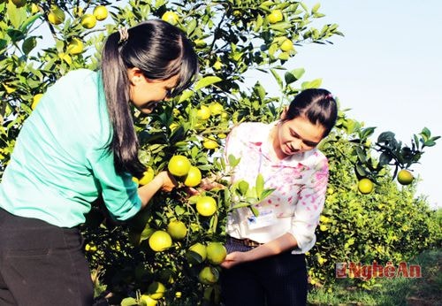 Cận cảnh vùng cam Nghệ An từng xuất khẩu sang Châu Âu