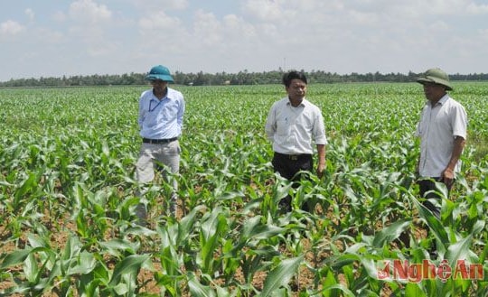 Sớm tháo gỡ chính sách  cho cánh đồng mẫu lớn