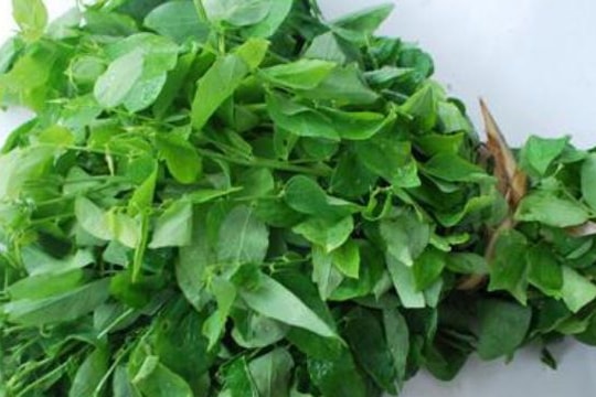 Chọn rau ngót an toàn để phòng ngộ độc