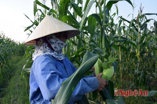 Trồng ngô nếp thu nhập cao