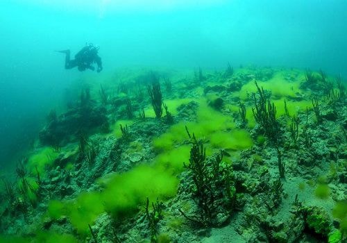 Tảo xâm chiếm lòng hồ sâu nhất thế giới
