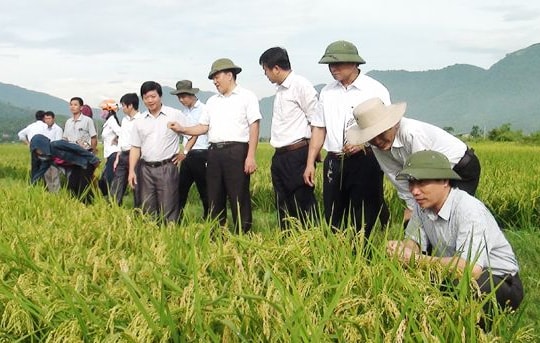 Hội thảo đầu bờ so sánh một số giống lúa JAPONICA