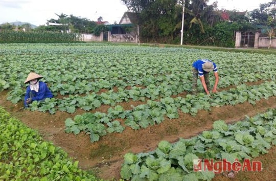 Nghi Lộc: 300ha rau màu phục vụ thị trường tết Nguyên đán